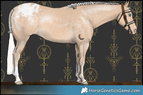 Horse Color:Silver Perlino Appaloosa 