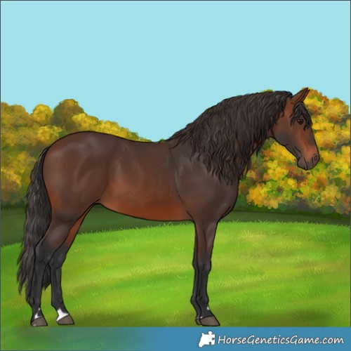 Horse Color:Brown 