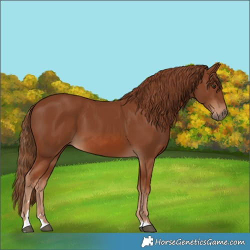 Horse Color:Chestnut 