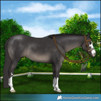 Horse Color:Smoky Black