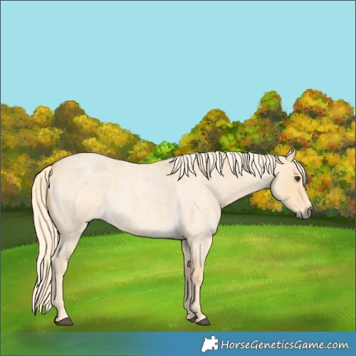 Horse Color:Palomino Roan 
