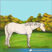 Horse Color:Palomino Roan 