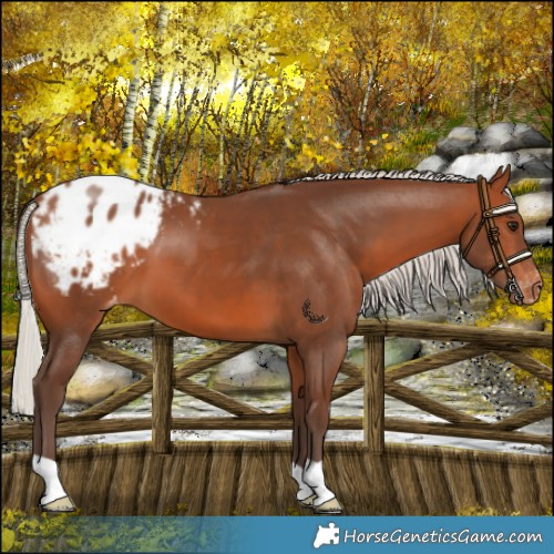 Horse Color:Silver Brown Appaloosa 