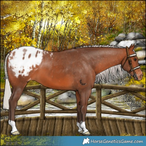 Horse Color:Silver Brown Blanket 