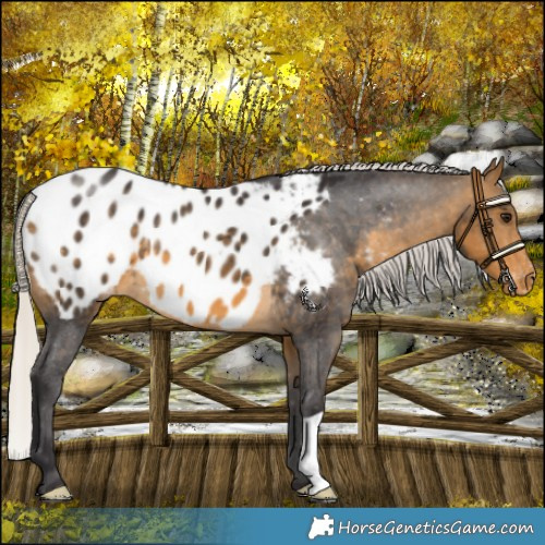 Horse Color:Silver Buckskin Blanket 