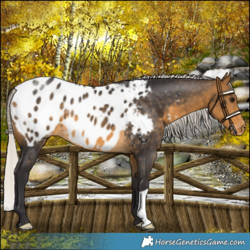Horse Color:Silver Buckskin Appaloosa 