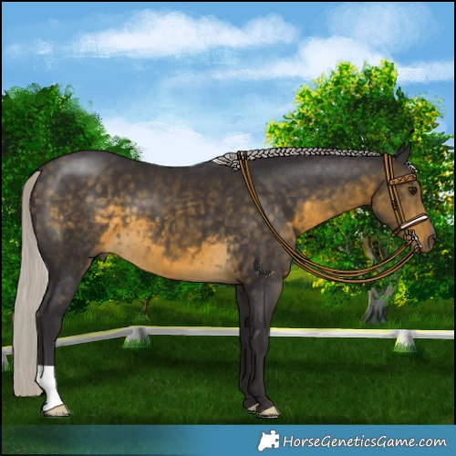 Horse Color:Silver Buckskin 