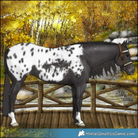 Horse Color:Smoky Black Blanket