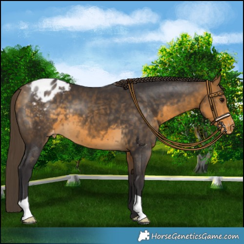 Horse Color:Buckskin Blanket 