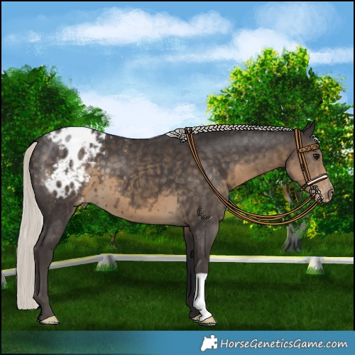Horse Color:Silver Smoky Black Appaloosa 