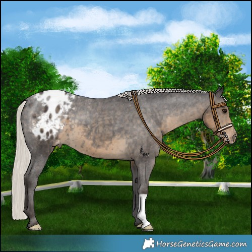 Horse Color:Silver Smoky Black Appaloosa 