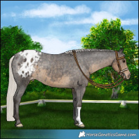 Horse Color:Silver Smoky Black Blanket 