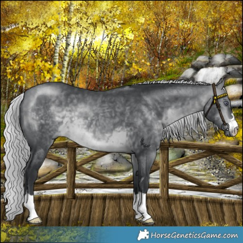 Horse Color:Silver Brown Chinchilla 