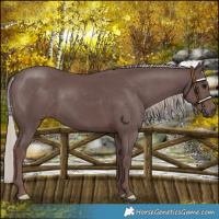 Horse Color:Chocolate Silver Black