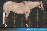 Horse Color:Chocolate Silver Brown Dun 