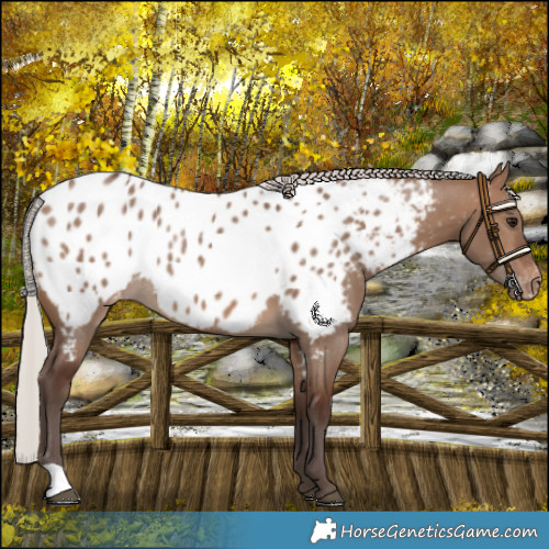 Horse Color:Silver Brown Dun Appaloosa 