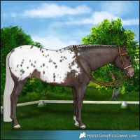 Horse Color:Silver Brown Blanket