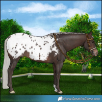 Horse Color:Silver Brown Appaloosa
