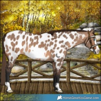 Horse Color:Brown Dun Frame Near Leopard 