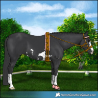 Horse Color:Black 