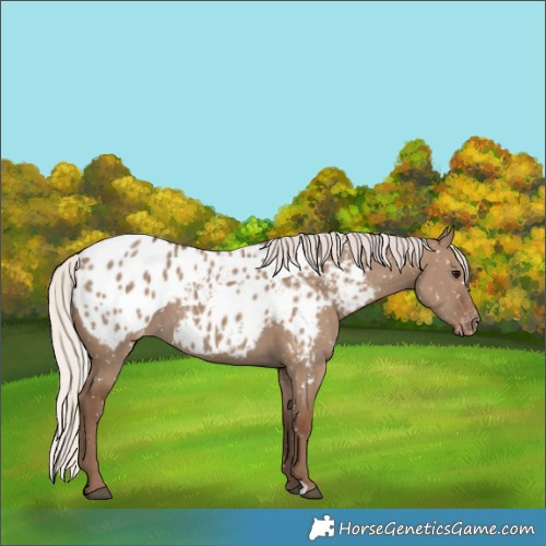 Horse Color:Silver Grullo Appaloosa 