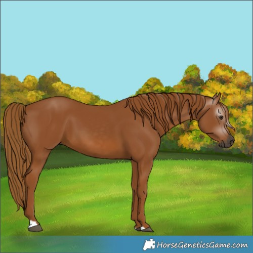 Horse Color:Unknown 