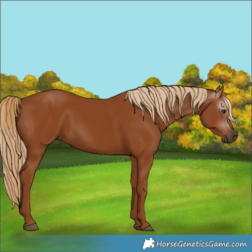 Horse Color:Unknown 