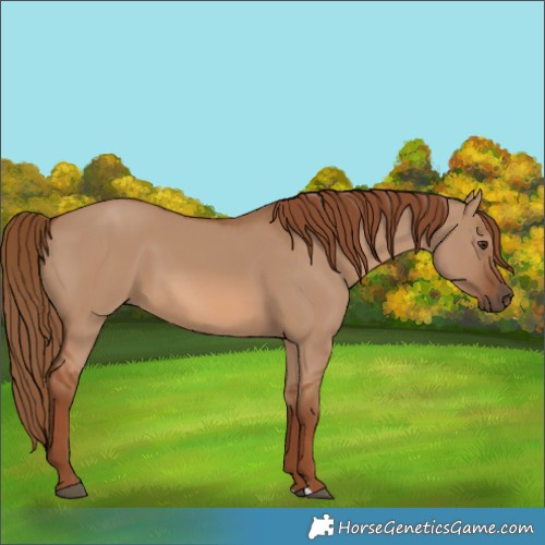 Horse Color:Unknown 