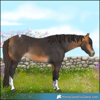 Horse Color:Buckskin Tobiano
