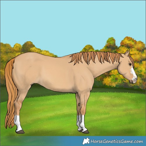 Horse Color:Red Dun 