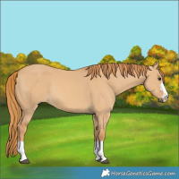 Horse Color:Red Dun 