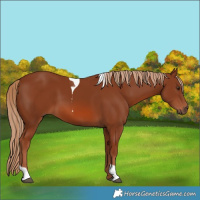 Horse Color:Chestnut Tobiano 