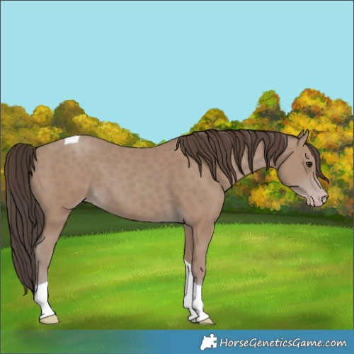 Horse Color:Unknown 