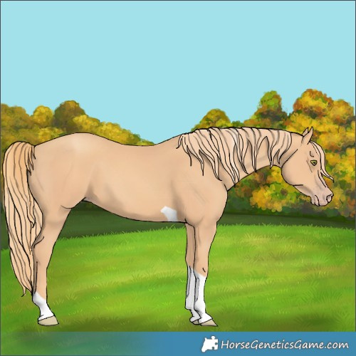 Horse Color:Unknown 