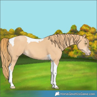 Horse Color:Gold Champagne Tobiano 