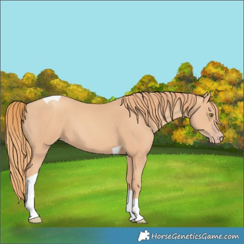 Horse Color:Gold Champagne Tobiano 