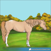 Horse Color:Gold Champagne Tobiano 