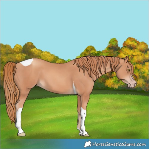 Horse Color:Unknown 