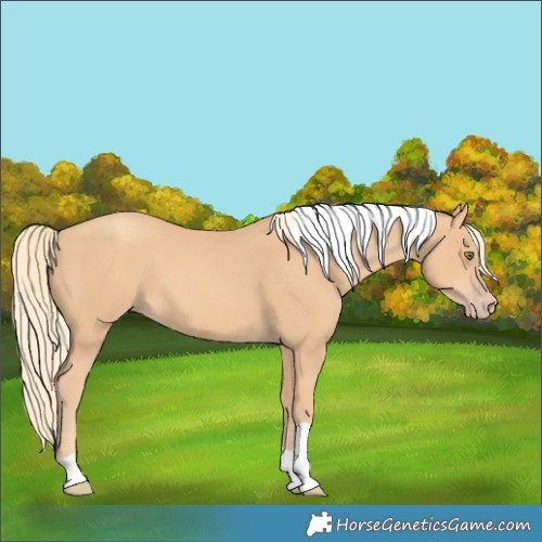 Horse Color:Unknown 