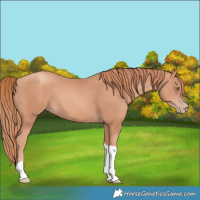 Horse Color:Gold Champagne Tobiano