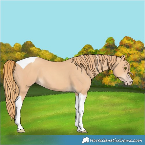 Horse Color:Unknown 