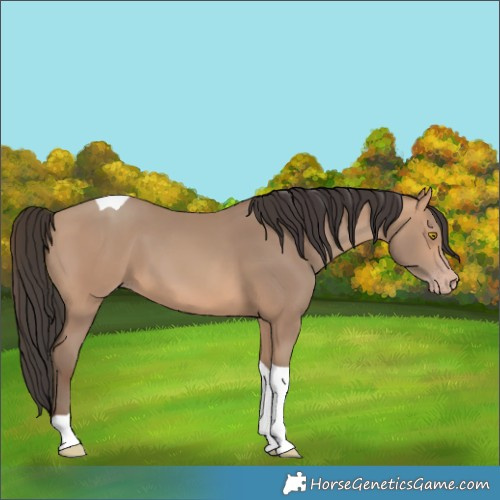 Horse Color:Unknown 