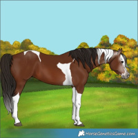 Horse Color:Gray Bay Splash Tobiano 