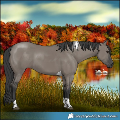 Horse Color:Grullo Tobiano 