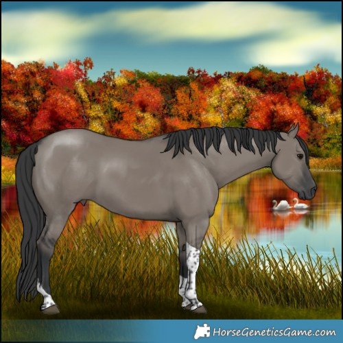 Horse Color:Grullo Tobiano 
