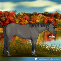 Horse Color:Grullo Tobiano