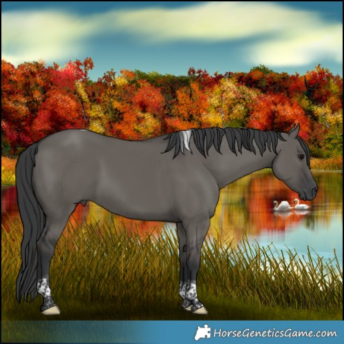 Horse Color:Grullo Tobiano Rabicano 