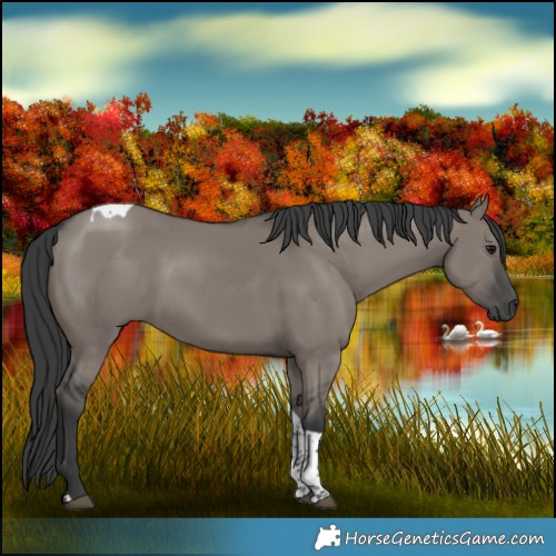 Horse Color:Grullo Tobiano