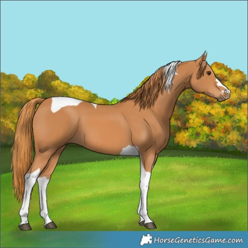 Horse Color:Unknown 