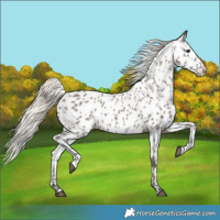 Horse Color:Silver Grullo Near Leopard 